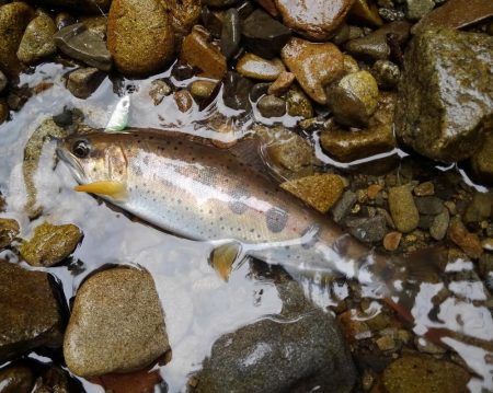 渓流ベイトフィネス第２回戦